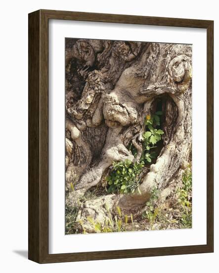 Baumstamm, Verwachsen, Detail, Baum, Stamm, Alt, Knorrig-Thonig-Framed Photographic Print