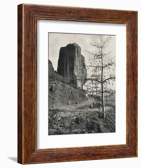 'Baumwollbaum (Bombax malabaricum) mit reifen Samen', 1926-Unknown-Framed Photographic Print