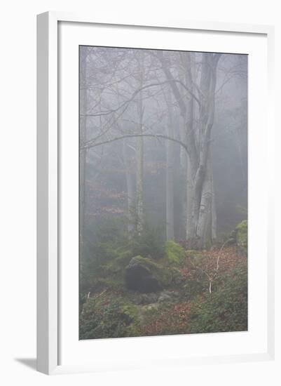 Bavarian Forest National Park, Bavaria, Germany, Europe-Sergio Pitamitz-Framed Photographic Print
