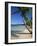 Bavaro Beach, Dominican Republic, West Indies, Caribbean, Central America-Lightfoot Jeremy-Framed Photographic Print