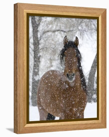 Bay Andalusian Stallion Portrait with Falling Snow, Longmont, Colorado, USA-Carol Walker-Framed Premier Image Canvas