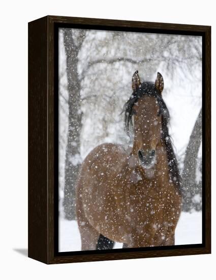 Bay Andalusian Stallion Portrait with Falling Snow, Longmont, Colorado, USA-Carol Walker-Framed Premier Image Canvas