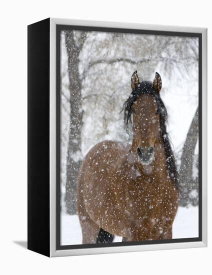 Bay Andalusian Stallion Portrait with Falling Snow, Longmont, Colorado, USA-Carol Walker-Framed Premier Image Canvas