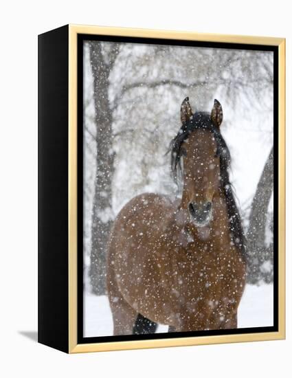 Bay Andalusian Stallion Portrait with Falling Snow, Longmont, Colorado, USA-Carol Walker-Framed Premier Image Canvas