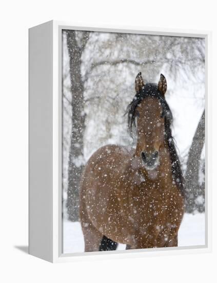 Bay Andalusian Stallion Portrait with Falling Snow, Longmont, Colorado, USA-Carol Walker-Framed Premier Image Canvas