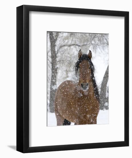 Bay Andalusian Stallion Portrait with Falling Snow, Longmont, Colorado, USA-Carol Walker-Framed Premium Photographic Print