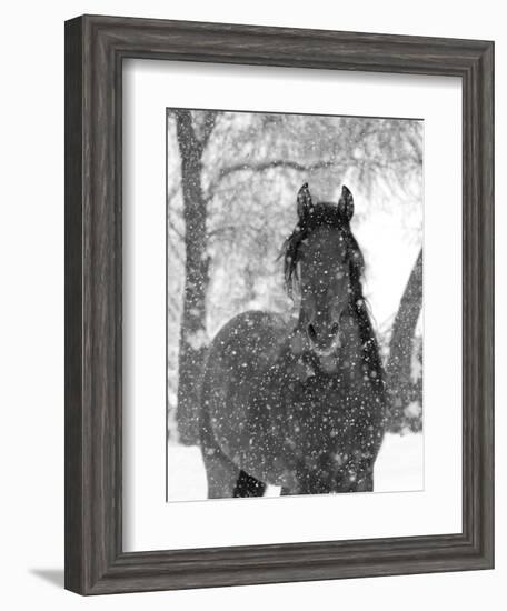 Bay Andalusian Stallion Portrait with Falling Snow, Longmont, Colorado, USA-Carol Walker-Framed Premium Photographic Print