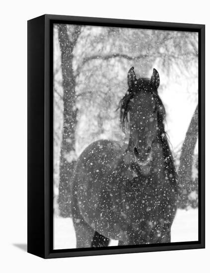 Bay Andalusian Stallion Portrait with Falling Snow, Longmont, Colorado, USA-Carol Walker-Framed Premier Image Canvas