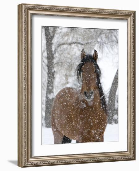 Bay Andalusian Stallion Portrait with Falling Snow, Longmont, Colorado, USA-Carol Walker-Framed Photographic Print
