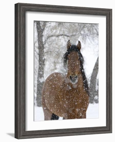 Bay Andalusian Stallion Portrait with Falling Snow, Longmont, Colorado, USA-Carol Walker-Framed Photographic Print