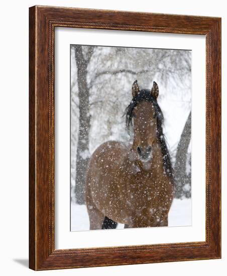 Bay Andalusian Stallion Portrait with Falling Snow, Longmont, Colorado, USA-Carol Walker-Framed Photographic Print