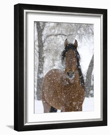 Bay Andalusian Stallion Portrait with Falling Snow, Longmont, Colorado, USA-Carol Walker-Framed Photographic Print