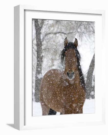 Bay Andalusian Stallion Portrait with Falling Snow, Longmont, Colorado, USA-Carol Walker-Framed Photographic Print