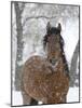 Bay Andalusian Stallion Portrait with Falling Snow, Longmont, Colorado, USA-Carol Walker-Mounted Photographic Print