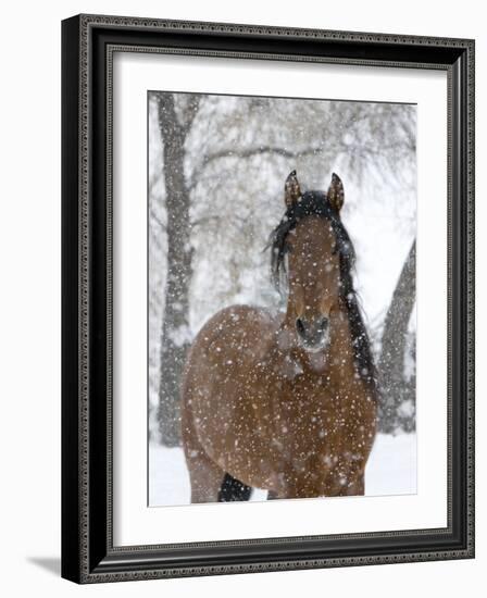 Bay Andalusian Stallion Portrait with Falling Snow, Longmont, Colorado, USA-Carol Walker-Framed Photographic Print