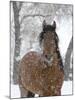 Bay Andalusian Stallion Portrait with Falling Snow, Longmont, Colorado, USA-Carol Walker-Mounted Photographic Print