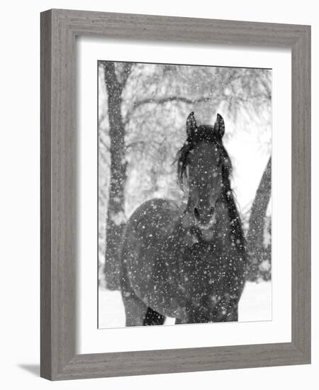 Bay Andalusian Stallion Portrait with Falling Snow, Longmont, Colorado, USA-Carol Walker-Framed Photographic Print