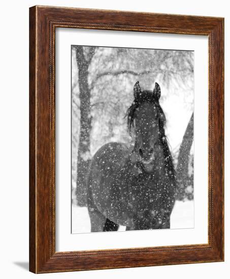 Bay Andalusian Stallion Portrait with Falling Snow, Longmont, Colorado, USA-Carol Walker-Framed Photographic Print