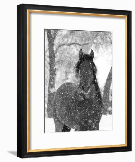 Bay Andalusian Stallion Portrait with Falling Snow, Longmont, Colorado, USA-Carol Walker-Framed Photographic Print