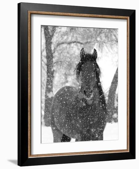 Bay Andalusian Stallion Portrait with Falling Snow, Longmont, Colorado, USA-Carol Walker-Framed Photographic Print