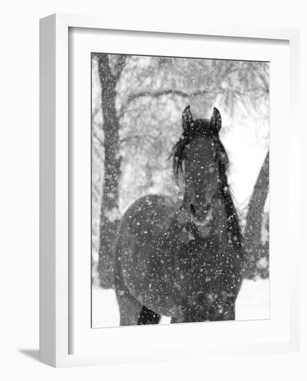 Bay Andalusian Stallion Portrait with Falling Snow, Longmont, Colorado, USA-Carol Walker-Framed Photographic Print