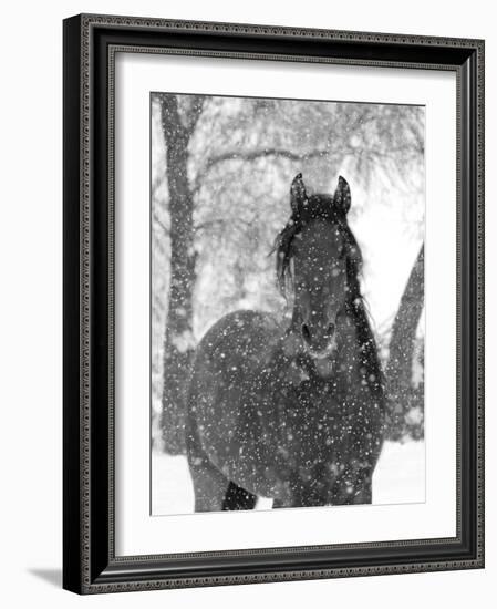 Bay Andalusian Stallion Portrait with Falling Snow, Longmont, Colorado, USA-Carol Walker-Framed Photographic Print