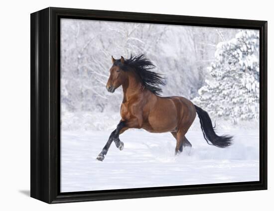 Bay Andalusian Stallion Running in the Snow, Berthoud, Colorado, USA-Carol Walker-Framed Premier Image Canvas