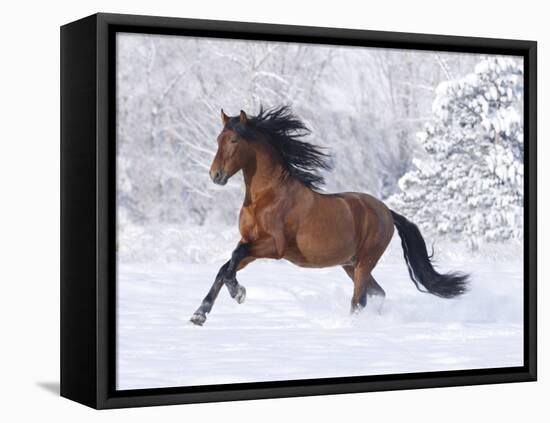 Bay Andalusian Stallion Running in the Snow, Berthoud, Colorado, USA-Carol Walker-Framed Premier Image Canvas