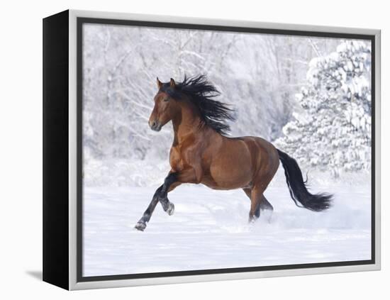 Bay Andalusian Stallion Running in the Snow, Berthoud, Colorado, USA-Carol Walker-Framed Premier Image Canvas