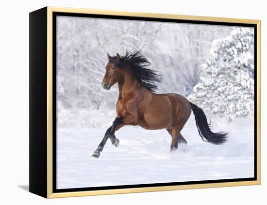 Bay Andalusian Stallion Running in the Snow, Berthoud, Colorado, USA-Carol Walker-Framed Premier Image Canvas