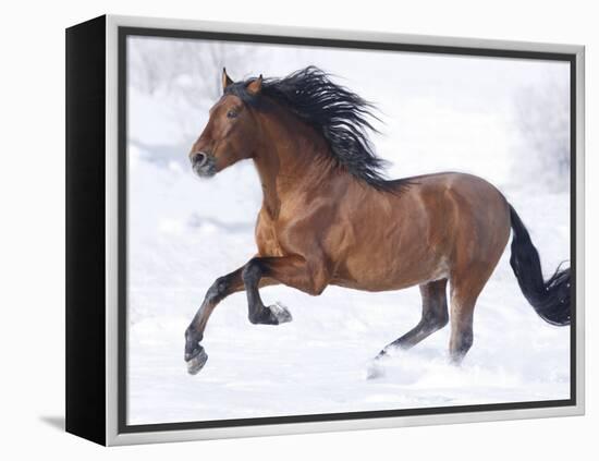 Bay Andalusian Stallion Running in the Snow, Berthoud, Colorado, USA-Carol Walker-Framed Premier Image Canvas