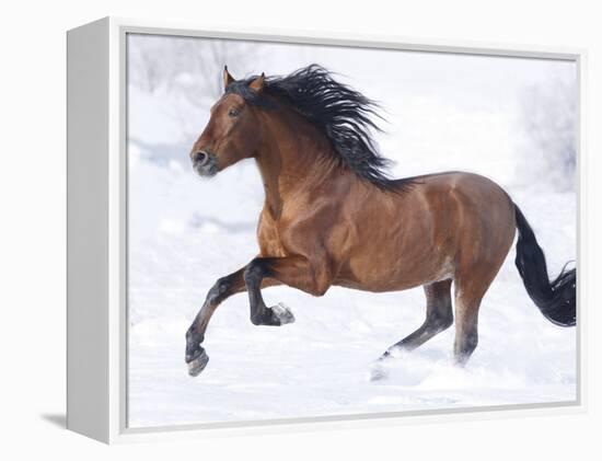 Bay Andalusian Stallion Running in the Snow, Berthoud, Colorado, USA-Carol Walker-Framed Premier Image Canvas