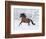 Bay Andalusian Stallion Running in the Snow, Berthoud, Colorado, USA-Carol Walker-Framed Premium Photographic Print