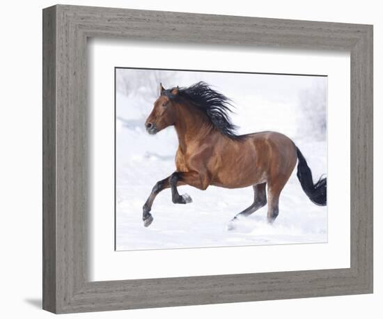 Bay Andalusian Stallion Running in the Snow, Berthoud, Colorado, USA-Carol Walker-Framed Photographic Print