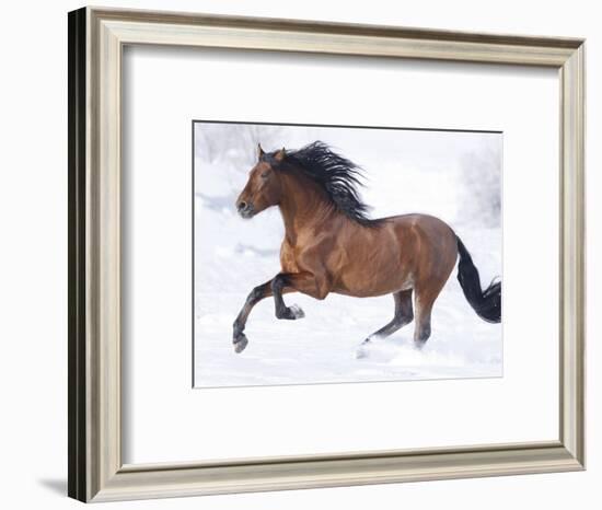 Bay Andalusian Stallion Running in the Snow, Berthoud, Colorado, USA-Carol Walker-Framed Photographic Print