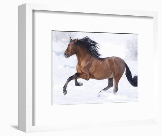 Bay Andalusian Stallion Running in the Snow, Berthoud, Colorado, USA-Carol Walker-Framed Photographic Print