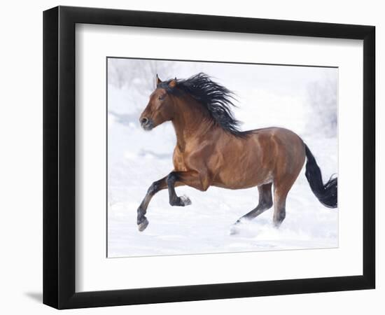 Bay Andalusian Stallion Running in the Snow, Berthoud, Colorado, USA-Carol Walker-Framed Photographic Print