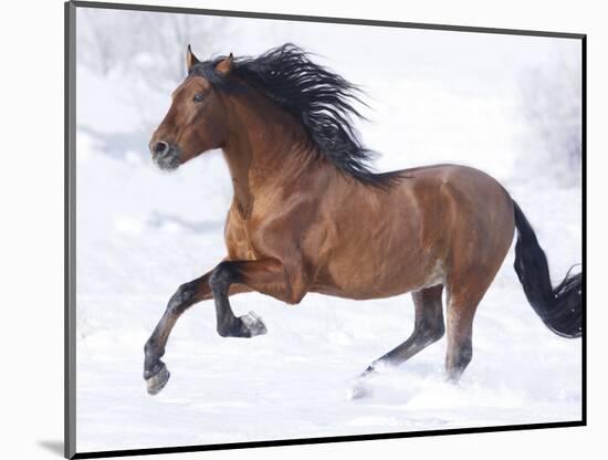 Bay Andalusian Stallion Running in the Snow, Berthoud, Colorado, USA-Carol Walker-Mounted Photographic Print