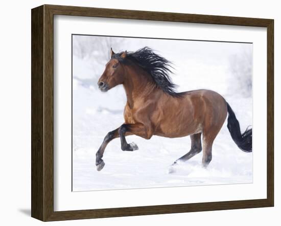 Bay Andalusian Stallion Running in the Snow, Berthoud, Colorado, USA-Carol Walker-Framed Photographic Print