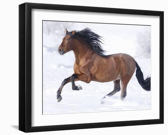 Bay Andalusian Stallion Running in the Snow, Berthoud, Colorado, USA-Carol Walker-Framed Photographic Print