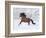 Bay Andalusian Stallion Running in the Snow, Berthoud, Colorado, USA-Carol Walker-Framed Photographic Print