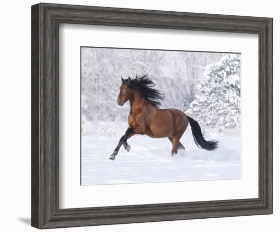 Bay Andalusian Stallion Running in the Snow, Berthoud, Colorado, USA-Carol Walker-Framed Photographic Print