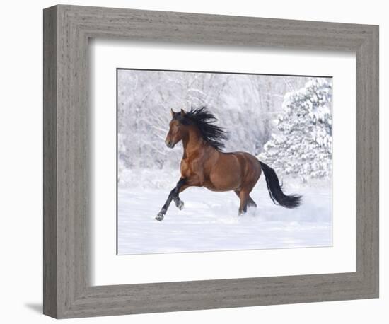 Bay Andalusian Stallion Running in the Snow, Berthoud, Colorado, USA-Carol Walker-Framed Photographic Print