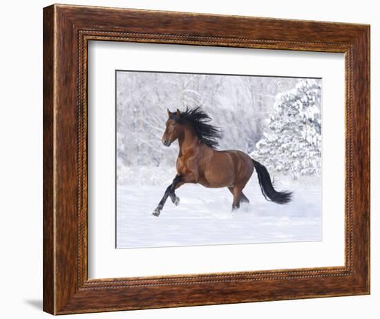 Bay Andalusian Stallion Running in the Snow, Berthoud, Colorado, USA-Carol Walker-Framed Photographic Print