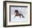 Bay Andalusian Stallion Running in the Snow, Berthoud, Colorado, USA-Carol Walker-Framed Photographic Print