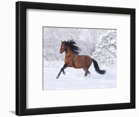 Bay Andalusian Stallion Running in the Snow, Berthoud, Colorado, USA-Carol Walker-Framed Photographic Print