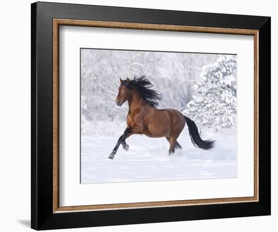 Bay Andalusian Stallion Running in the Snow, Berthoud, Colorado, USA-Carol Walker-Framed Photographic Print