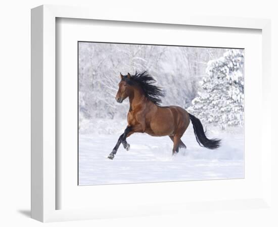 Bay Andalusian Stallion Running in the Snow, Berthoud, Colorado, USA-Carol Walker-Framed Photographic Print