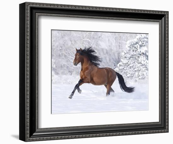 Bay Andalusian Stallion Running in the Snow, Berthoud, Colorado, USA-Carol Walker-Framed Photographic Print