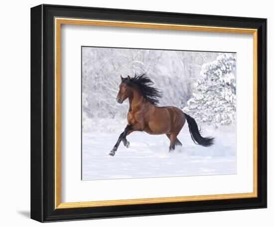 Bay Andalusian Stallion Running in the Snow, Berthoud, Colorado, USA-Carol Walker-Framed Photographic Print